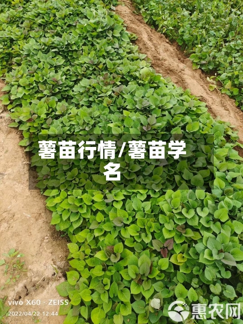 薯苗行情/薯苗学名-第2张图片
