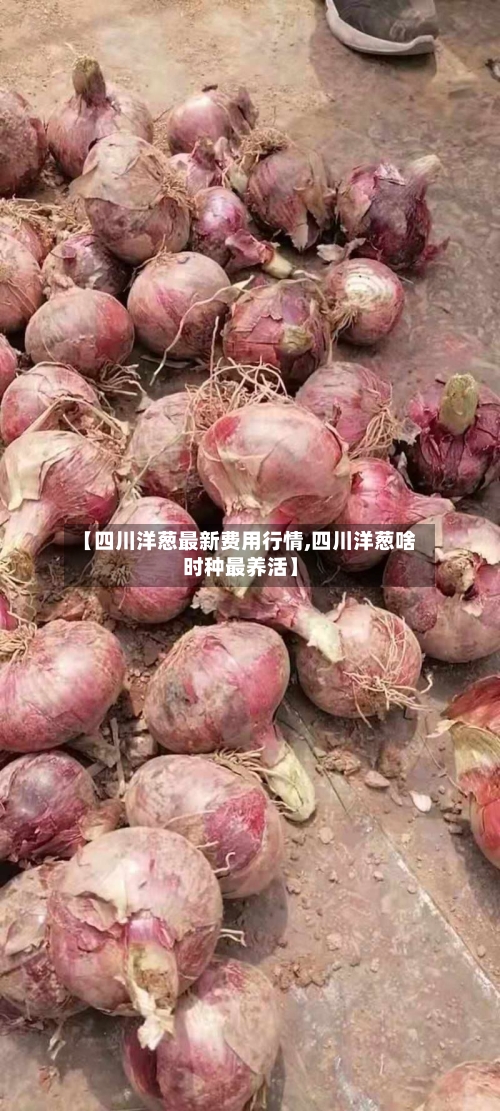 【四川洋葱最新费用行情,四川洋葱啥时种最养活】-第3张图片