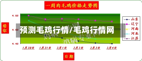 预测毛鸡行情/毛鸡行情网-第1张图片