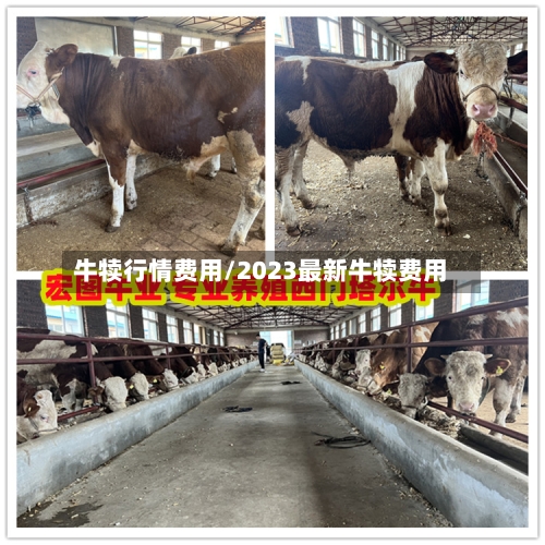 牛犊行情费用/2023最新牛犊费用-第1张图片