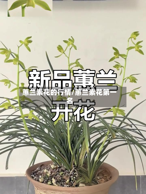 蕙兰素花的行情/蕙兰素花第一名-第2张图片