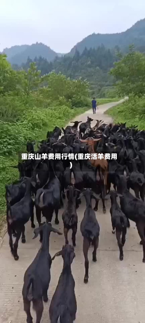 重庆山羊费用行情(重庆活羊费用)-第1张图片