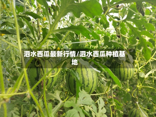 泗水西瓜最新行情/泗水西瓜种植基地-第2张图片